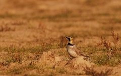 David Plant Photography - Wildlife Photographer - Shore lark - C